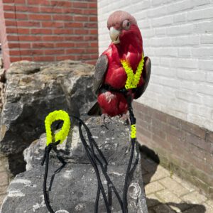 Paracord Papegaaientuigje Maat XL