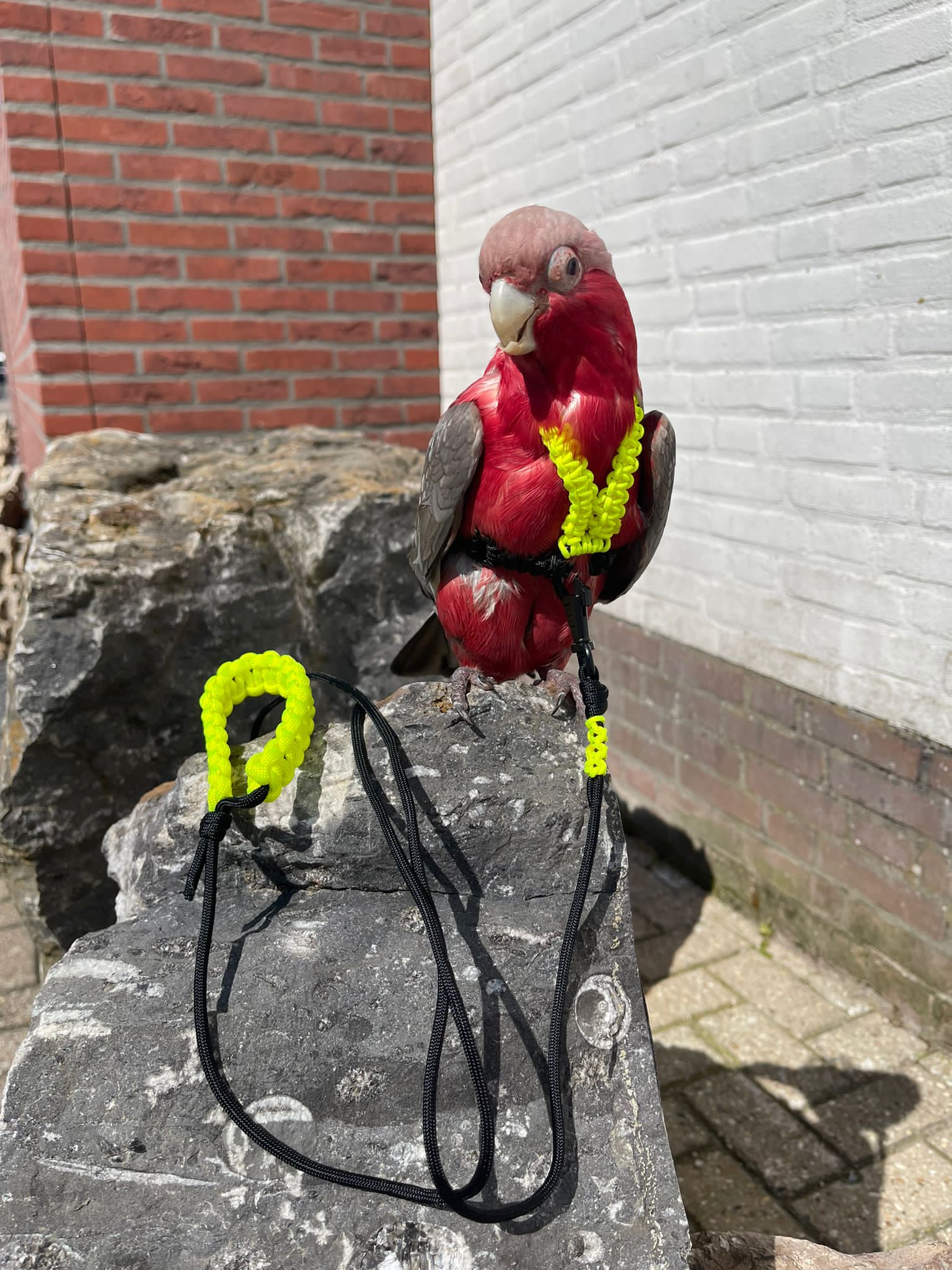Paracord Papegaaientuigje L
