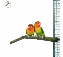 Corky Perch S
